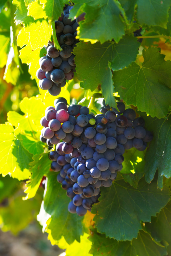 Weinwelt